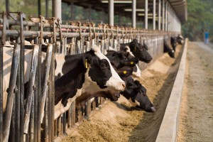 Cattle/calves meat farm