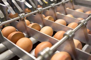 Egg handling/processing company