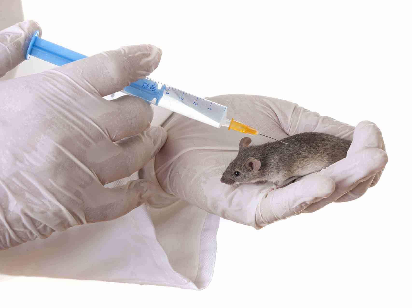 Вакцина мыши. Лабораторная крыса. Крысы в лаборатории. Вакцинация животных. Заражение мышей вакциной.