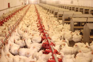 Poultry farm