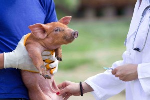 Veterinary practice pet animals